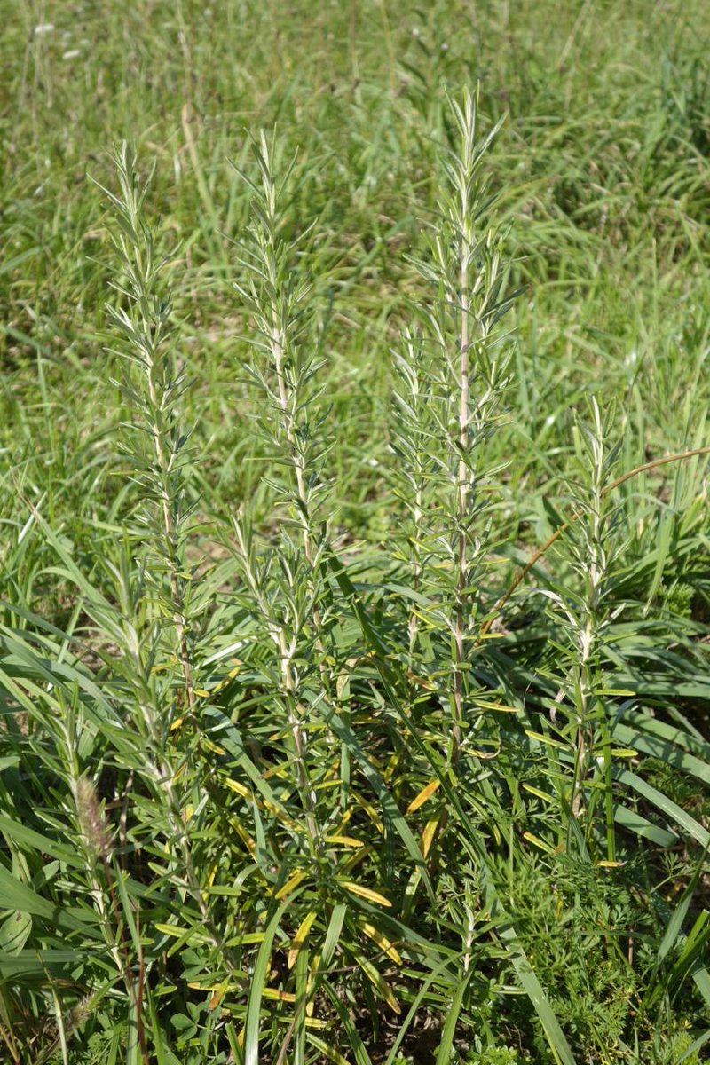 Rosemary contains ursolic acid, which helps to prevent breast cancer. Grow it and drink as tea.