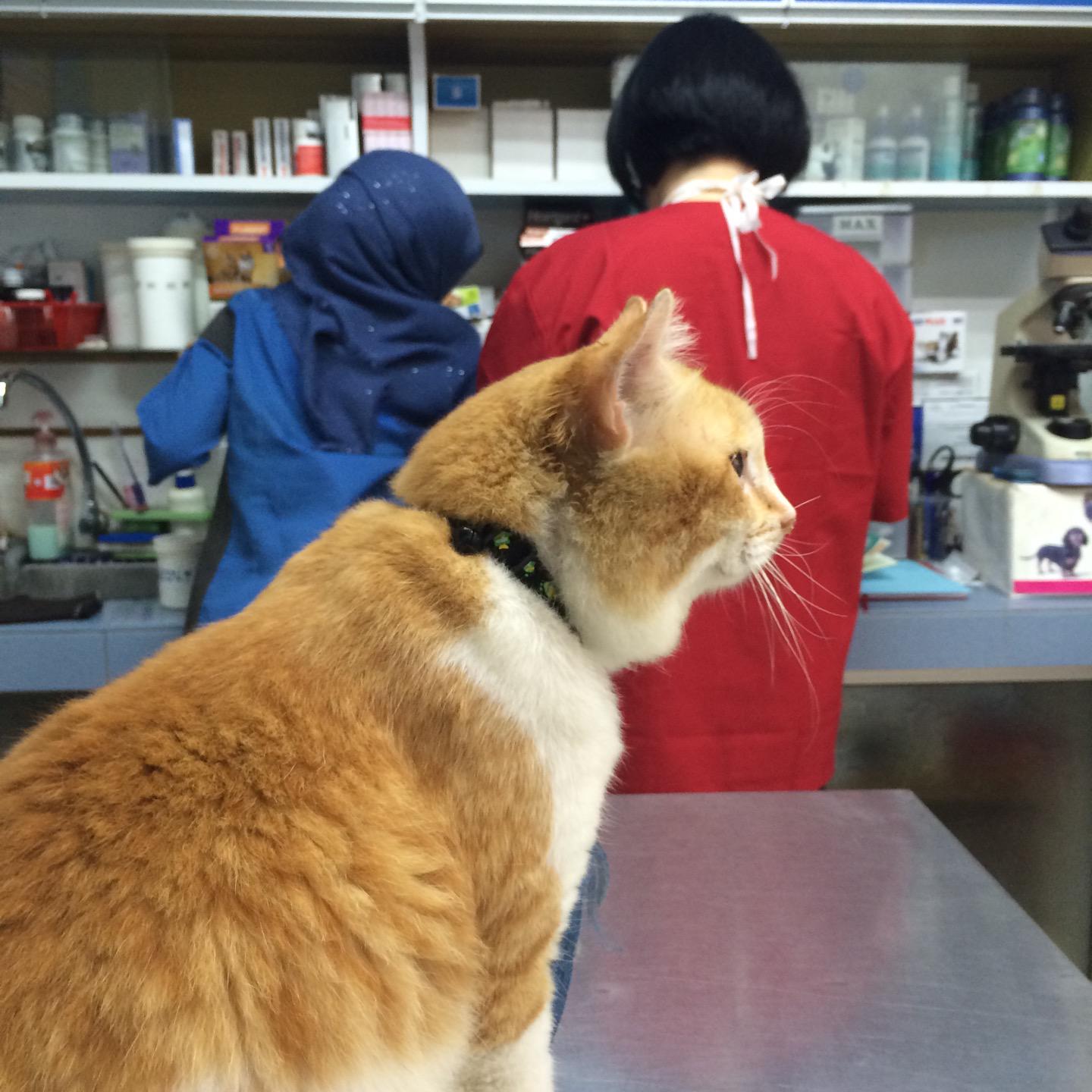 O Xrhsths Mus Sto Twitter Hantar Abang Pergi Klinik Haiwan Kejup Klinik Haiwan Kuantan In Kuantan Pahang Https T Co Kf1lh3aiaa Http T Co Psdncdzsc3