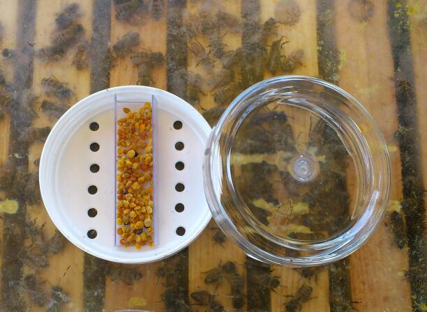 apivital's tweet image. Ce piège à coléoptère Aethina tumida, prototype Apivital (libre), est placé juste au-dessus de la colonie d'abeilles