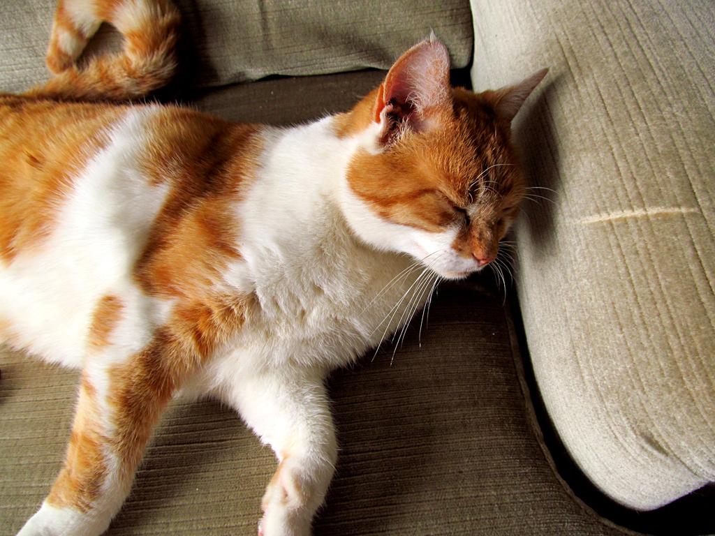 KatzenworldBlog's tweet photo. #new Happy #TRT – Tummy Rub Tuesday (Week 63) http://t.co/9iP7IBiUaN #cats #cute http://t.co/lIunHuRysr
