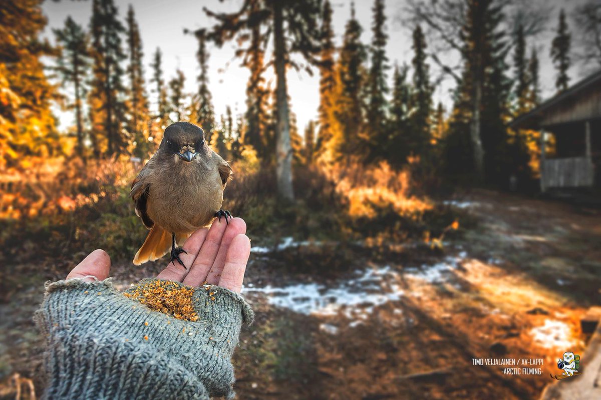 AVLappi's tweet photo. Friends in Lapland forest. #Lapland #Finland #nature #wildlife #wilderness http://t.co/L6655XRlps