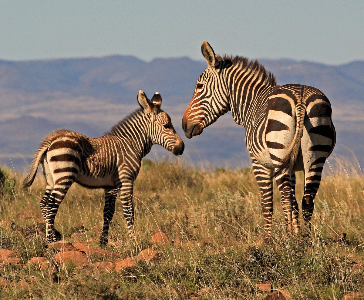 WILDLANDSSA's tweet photo. The #MPAH forum starts today! Looking forward to sharing all the successes of the partnerships @CommunityCEPF http://t.co/0j1IXnRq2w