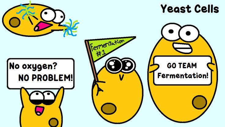brian_gloss's tweet photo. #AGTA15 we love yeast http://t.co/P3ypstmRRw