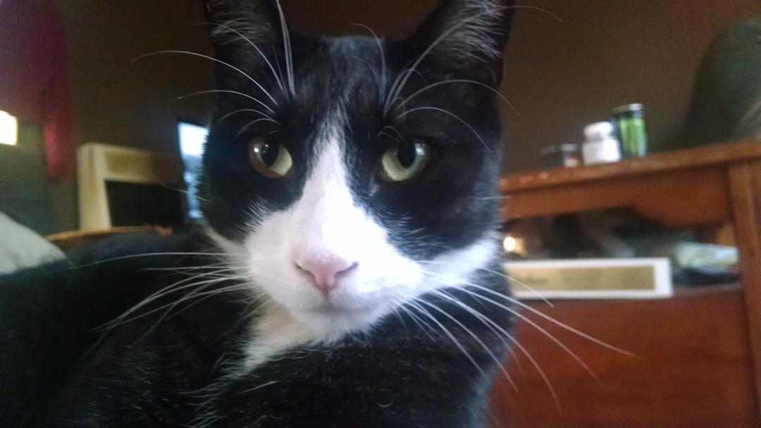shllwrght0's tweet photo. #hansumbasturttoosday mum says we are bootiful! We say she is correct!😹😹😹 http://t.co/w7tEXMMtTH