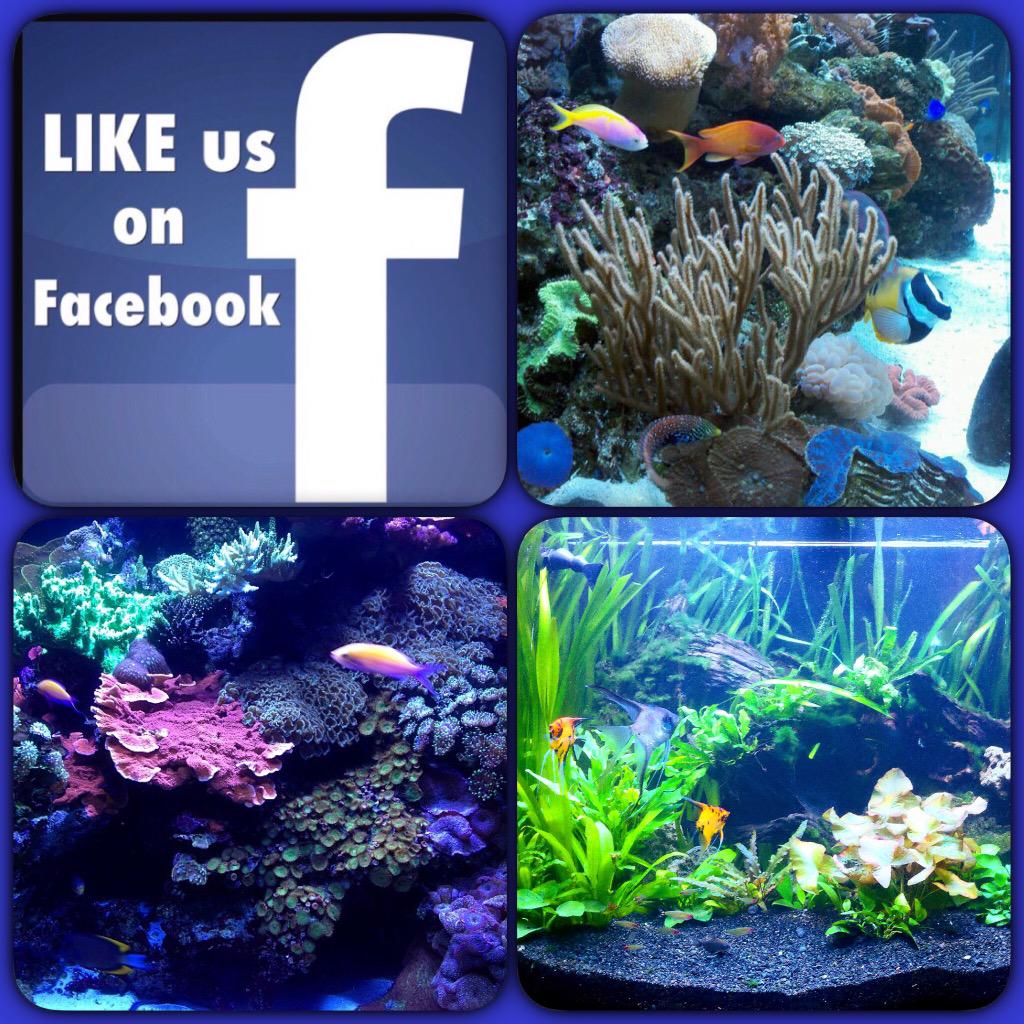 Marks_Fish's tweet photo. #LIKE us on #Facebook too!
#MarksTropicalFish #Aquarium #Fish #Coral #Reef #freshwater #CustomAquarium #Saltwater http://t.co/6yioVC0HLH