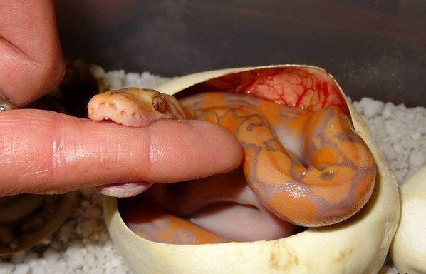 Abcdlog's tweet image. Только вылупился, а уже такой злой