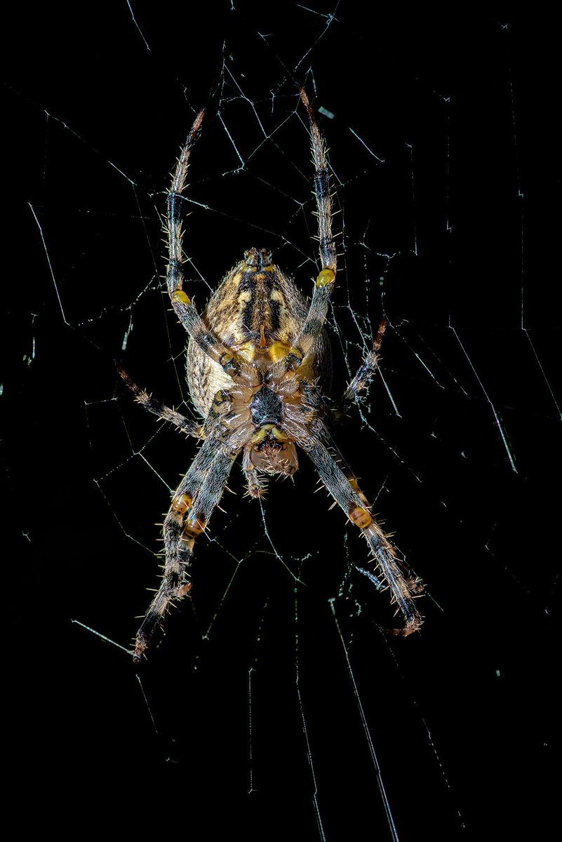 tripleflash's tweet image. Hanging by the pumpkins at the front door, a mature lady Cross Orbweaver with an amber scape. #Arachtober