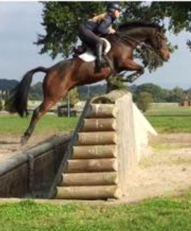 123marie's tweet photo. @Sell_Your_Horse http://t.co/IVDFZAaW8l