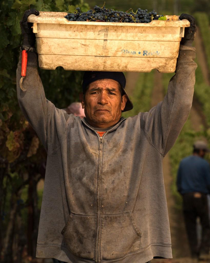 Images from Blue Rock Harvest 2015 bluerockvineyard.com/wordpress/imag…