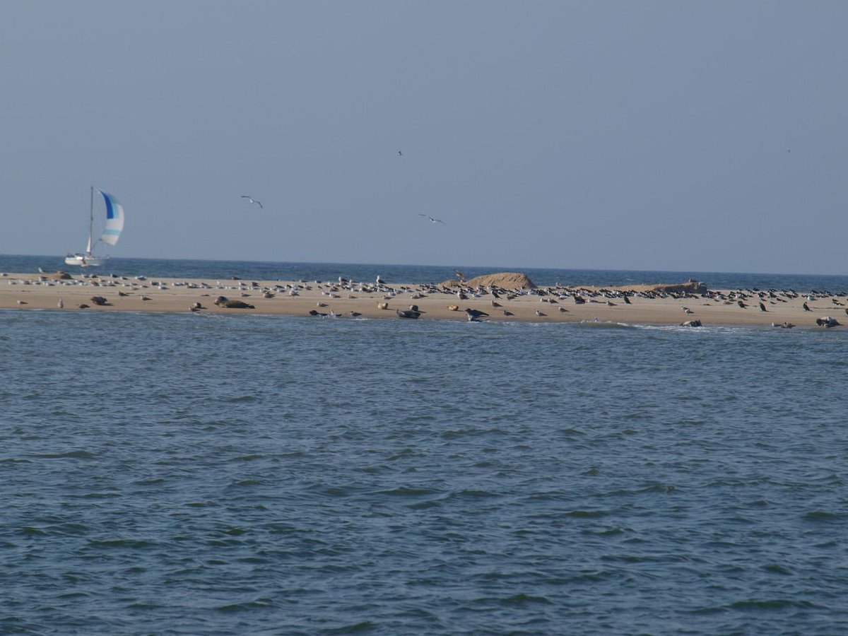 Het is al even geleden maar de werkzaamheden van #kustopkracht leverde mooie plaatjes op zo als deze zeehondjes