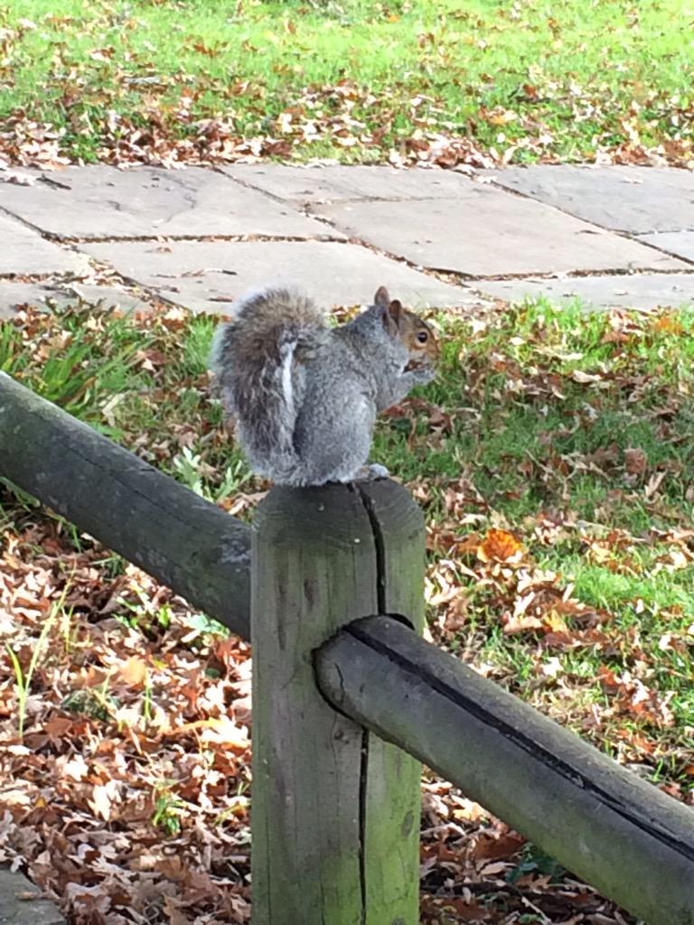 derbyshire96's tweet photo. @jamesomahobo this is the squirrel I keep telling you about ! #WithMeInSpirit 😂👊🏼 http://t.co/qb9Shi17kQ