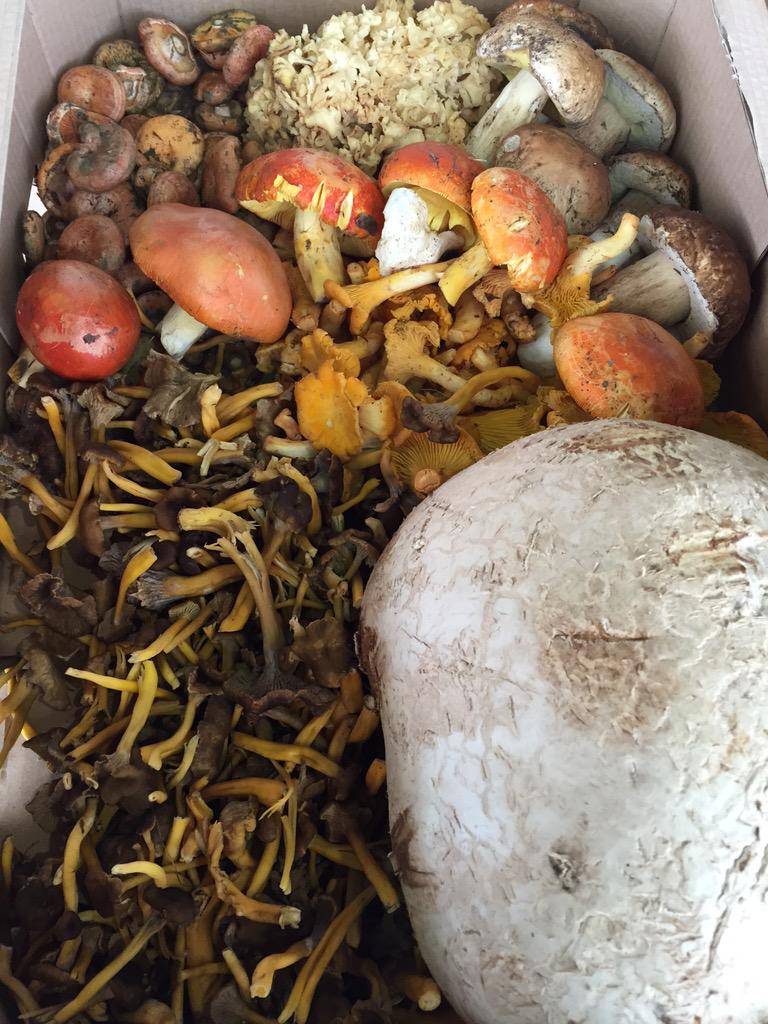 London_FD's tweet image. The #mixmushroom of champions!