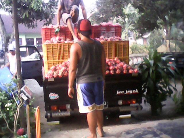 Siap berangkat untk pengiriman buah naga di malang kota batu