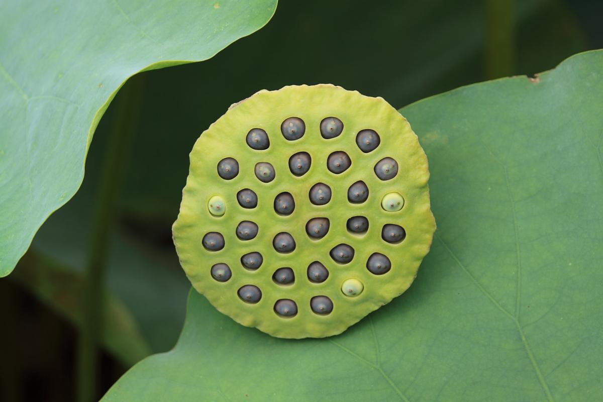 【閲覧注意】

見てるだけで違和感感じる
「蓮の実」を取り出す映像がやばいw

→goo.gl/M01Jg1

体が痒くなってくるww