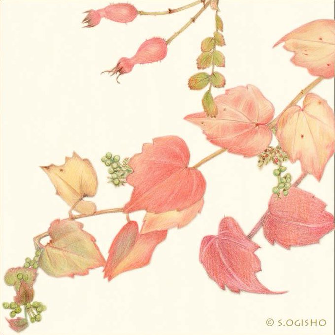 秋の植物のtwitterイラスト検索結果 古い順 秋の植物のtwitterイラスト検索結果 古い順