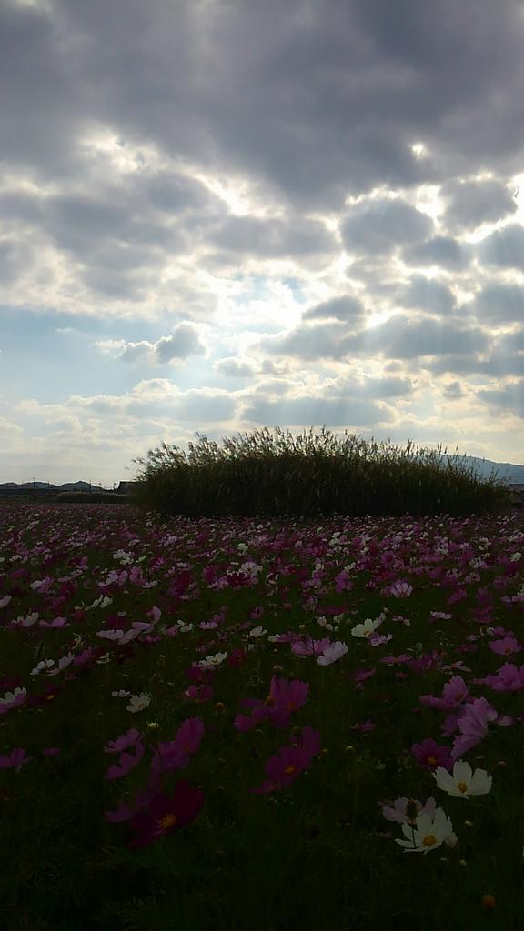 naturenon's tweet photo. 藤原京跡のコスモス見頃でした～❁❀✿✾
http://t.co/efYs1VQURK
#奈良 #飛鳥 #コスモス http://t.co/q4PP2Lsgw6