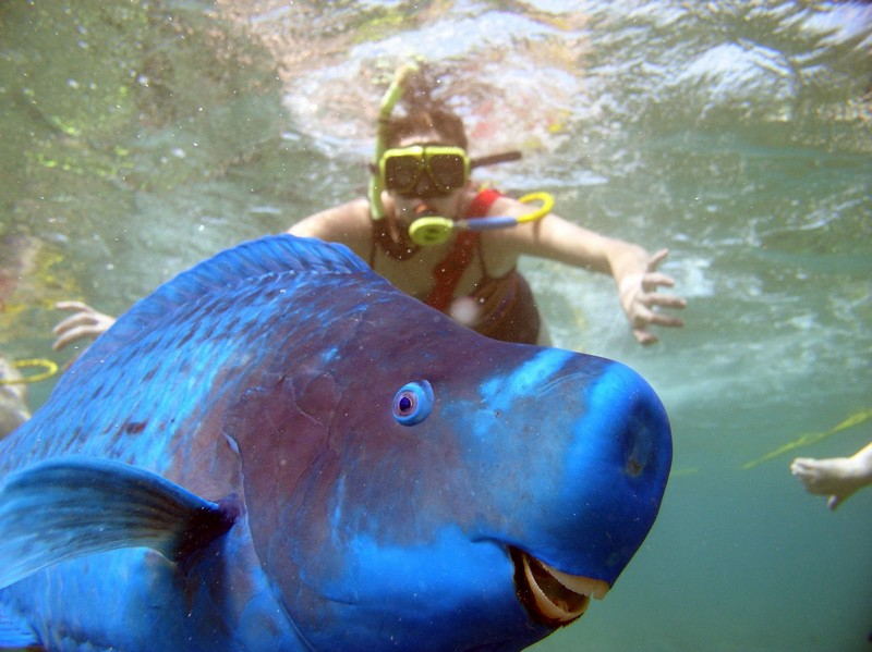 FredroyRoy's tweet photo. Blue parrot fish #trollingbio http://t.co/R2iXpvCcpU