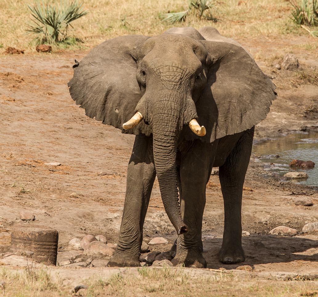 FACTS: 253 threatened species are better protected &amp; managed! <a href="/CommunityCEPF/">CEPF</a> @MPAHotspot <a href="/SANBI_ZA/">SA Biodiversity</a>