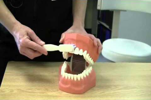 lifehacker's tweet image. The best tooth brushing method you were never taught: lifehac.kr/36BJVoF