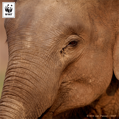 WWFNorge's tweet photo. #DetSkjer: ¨Snart rettes verdens øyne mot #COP21 i Paris. Her er alt du trenger å vite: http://t.co/fuAUpt6Gwo http://t.co/B4OXjb5fEO