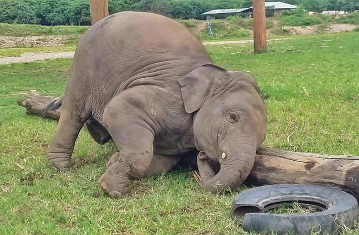 DieHardForGirls's tweet image. One... Two... Three! Roll over the log! #ElephantFun