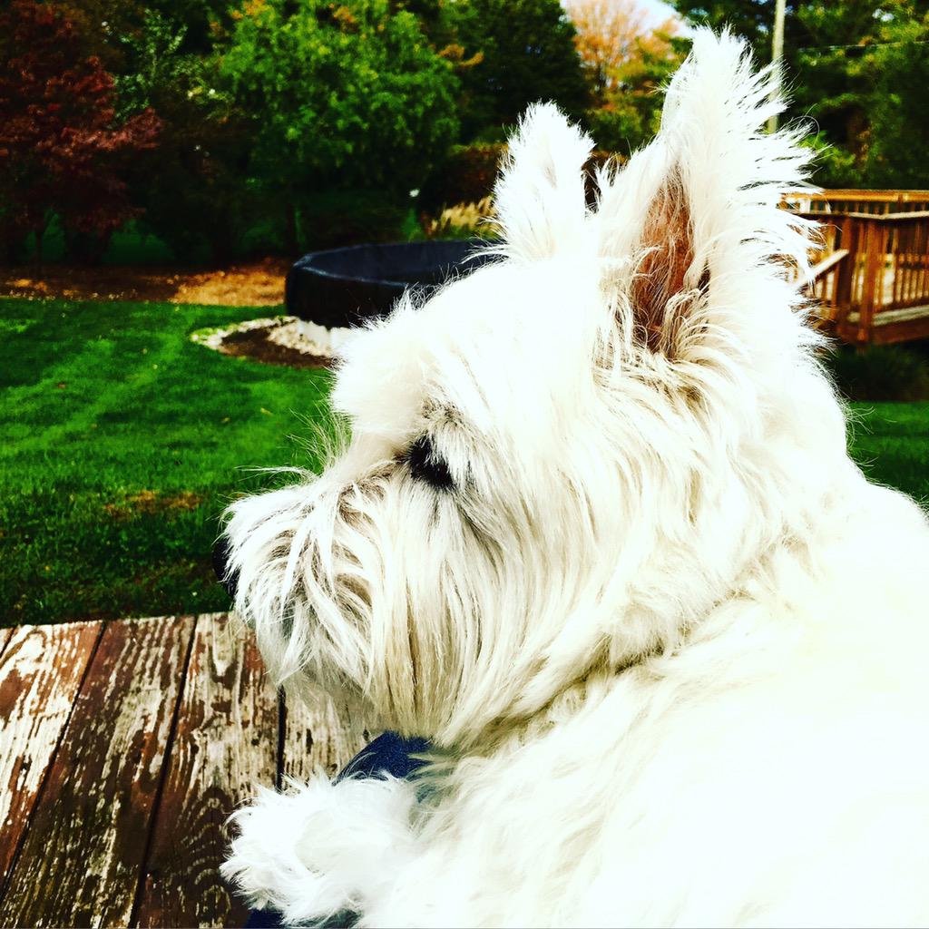 FranklinOrwig's tweet photo. Enjoying a beautiful fall day from the porch. 🍂🐾😊 http://t.co/JhkuSUwA0R