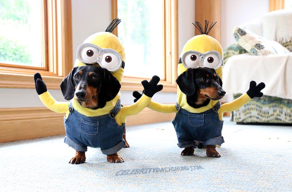 HBudapets's tweet photo. MINIONS: ¿Personas o animales? http://t.co/sNxZoJur43