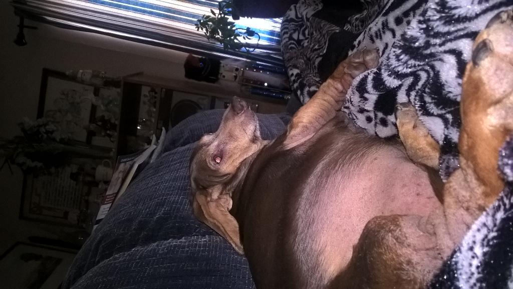 Today is sadies birthday she turns 9.she gets a new toy and a cup of vanilla ice cream. Happy bday 