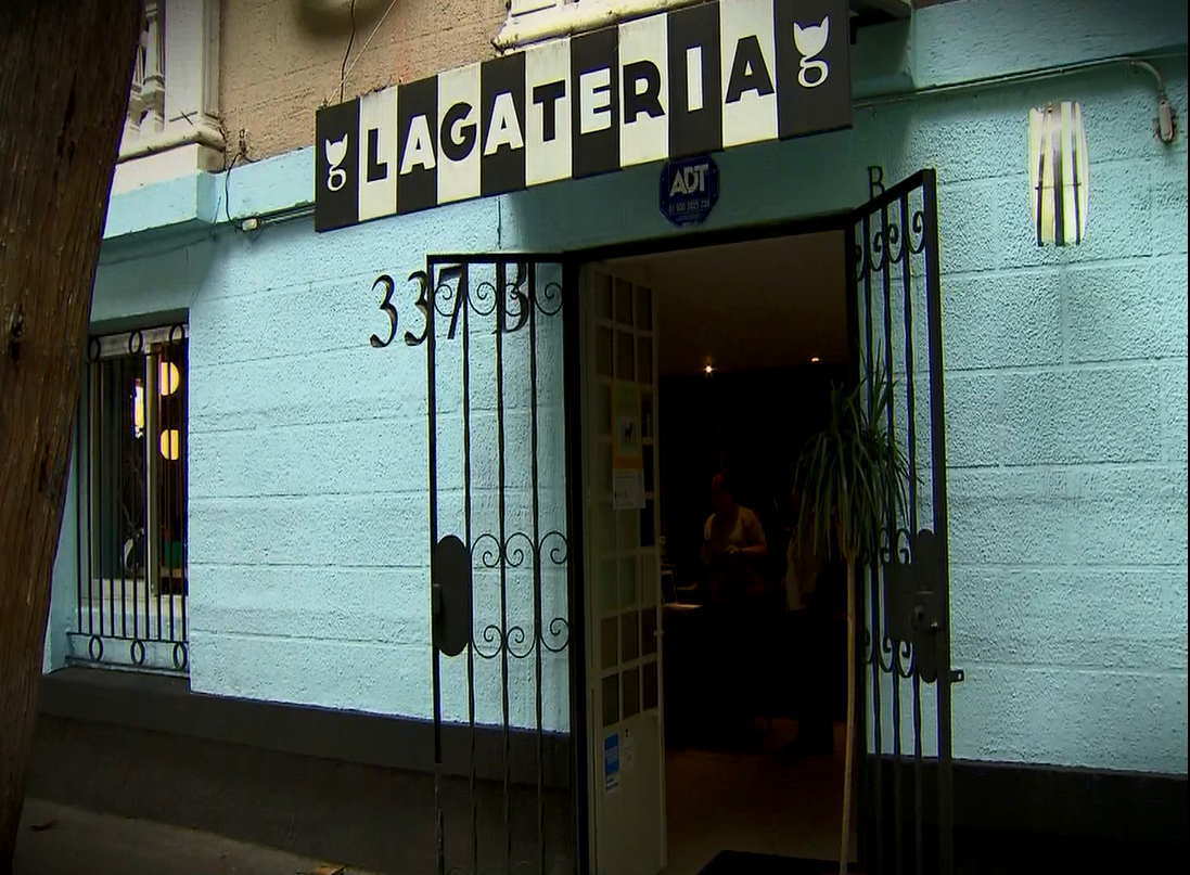 Canal22's tweet photo. ¿Sabes qué es un café de gato? Ya abrieron el primero en México y lo visitamos. “Instinto animal”. Hoy, 9pm http://t.co/cW79WdSQIi