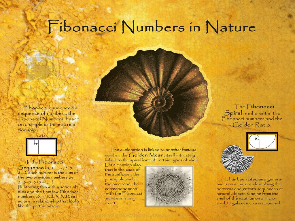 GrahamJHowarth's tweet photo. Children need inspiring from primary age for #STEM  #Maths is the language of the universe. #fabonacci #goldenratio http://t.co/HVCo6SuCfl