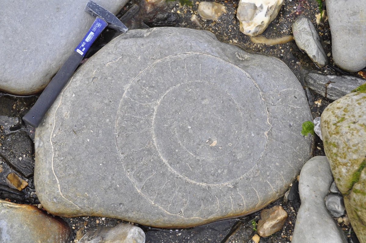 karsteneig's tweet photo. Lyme Regis, the cradle of modern paleontology

http://t.co/kOl6SohvUX

#paleontology #adventuresingeology #lymeregis http://t.co/7cUO98IbK7