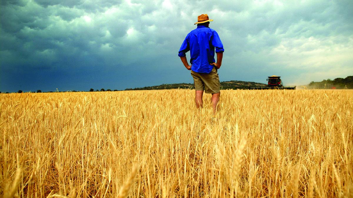 El Nino hits wheat crops in the Wimmera and Mallee region hard: bit.ly/1Ljr0jb