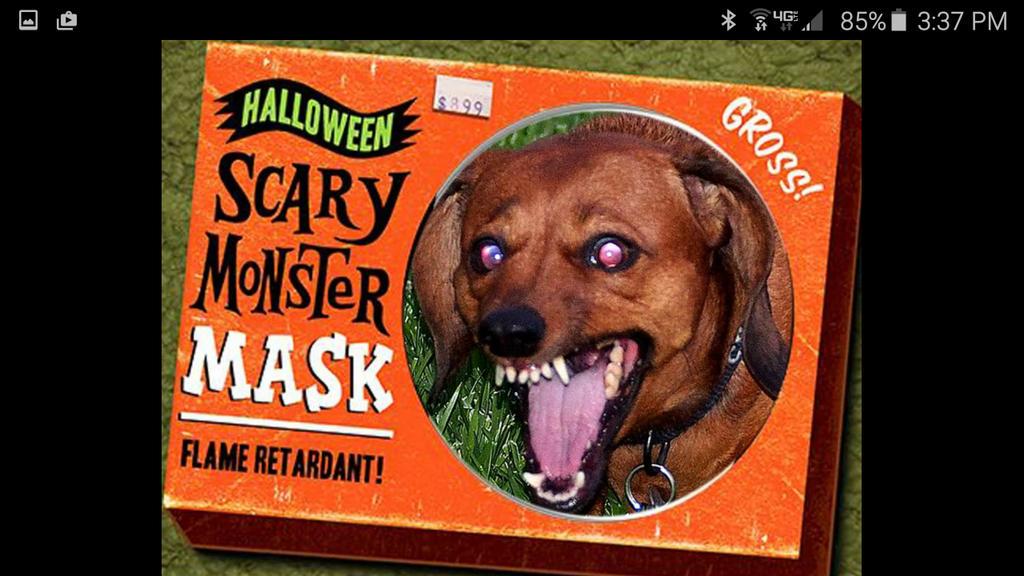 classymis's tweet image. This is Chessie