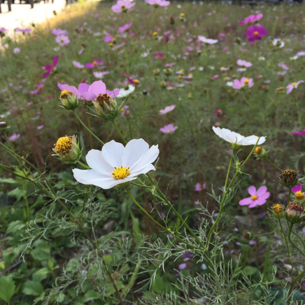 옹기종기 모여 있는 코스모스
그 앞에 앉아 있으면
왠지 가을 속으로 들어온 기분🌸

#성남시 #성남시청앞_코스모스
#오늘날씨 #나들이하기_좋아요