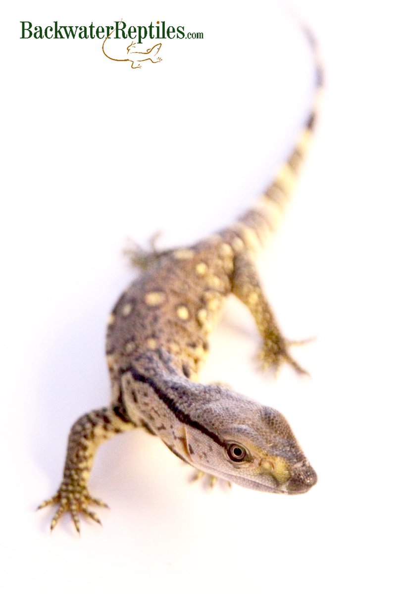 backwater reptiles near me