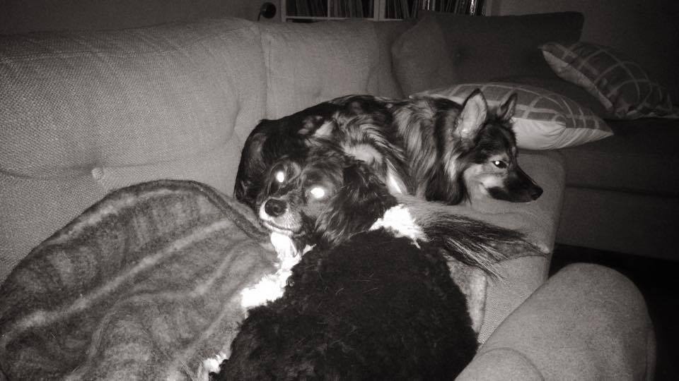 Is it weird that I'd rather just hang with my animal gang than with other people???