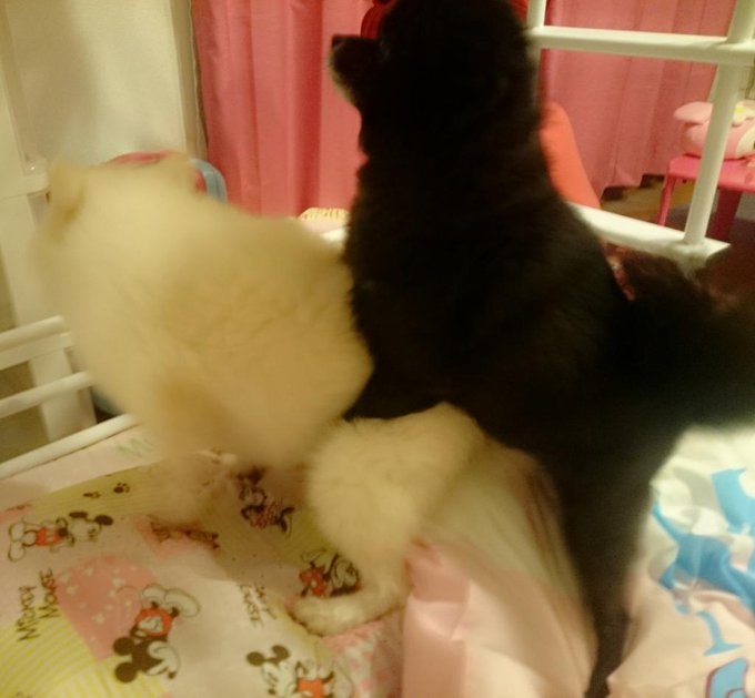 なんか逆だな(*>&omega;<*)オスメスね http://t.co/PiXwR0HHFB