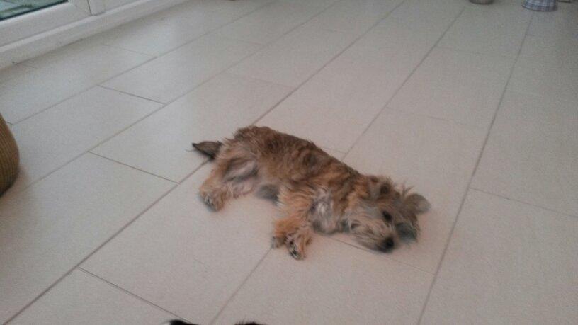 shield_security's tweet image. Someone's enjoying the #underfloorheating.