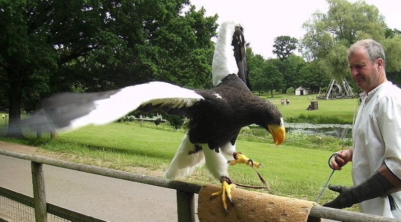  Happy Birthday!
Thought you might like NIKITA, Steller\s Sea Eagle 8\ wingspan! 