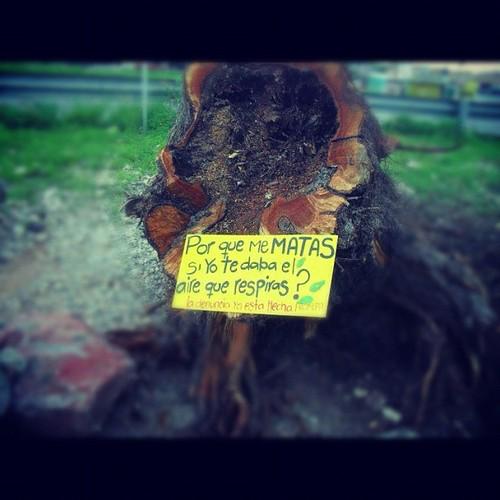 "Se necesitan 22 árboles para satisfacer la demanda de oxígeno de una persona diariamente."