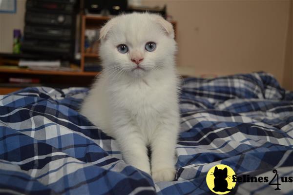 FelinesForUs's tweet image. felines4us.com/kittens/scotti… - This boy will be ready for pick up at the end of September. Please contact me for more info