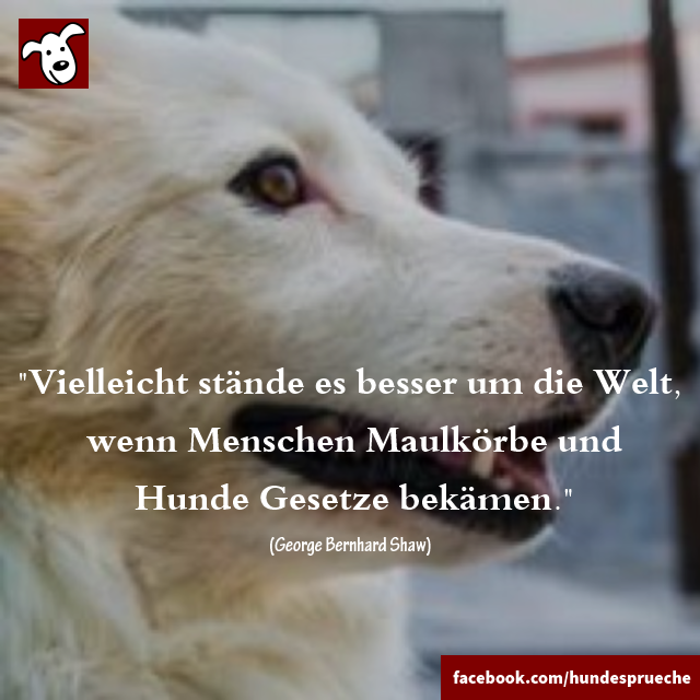 Download Hundezitate For Android Hundezitate