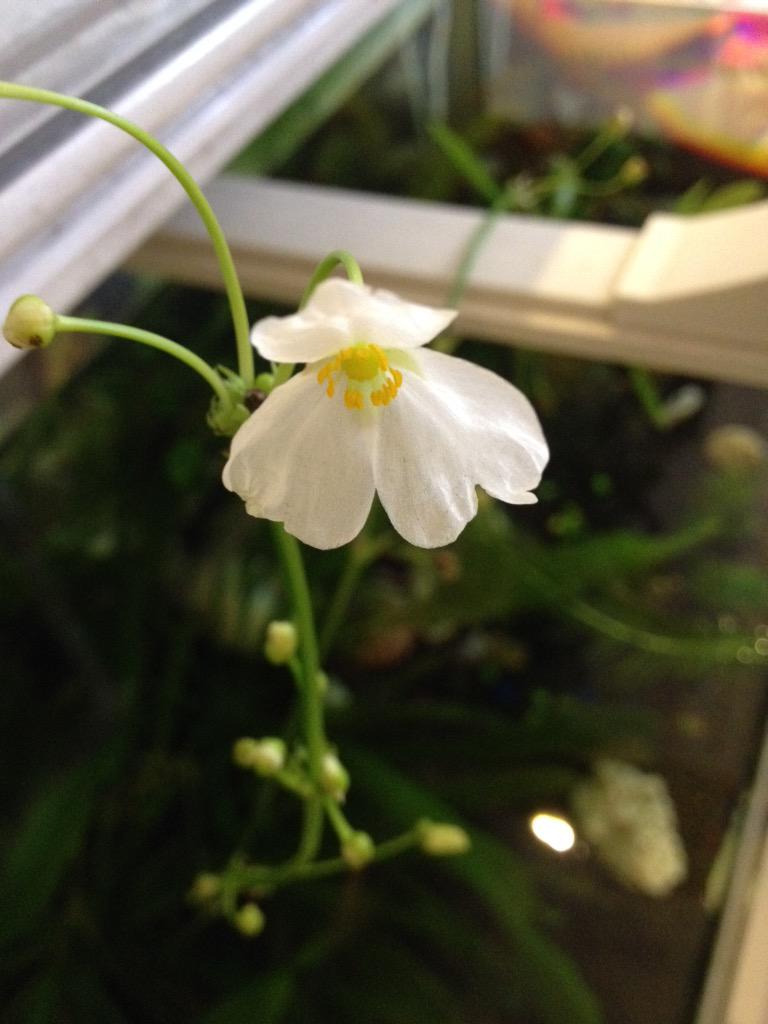 Teolewe 鱼缸里的乌拉圭皇冠开花了 Http T Co Tcwonoqatj Twitter