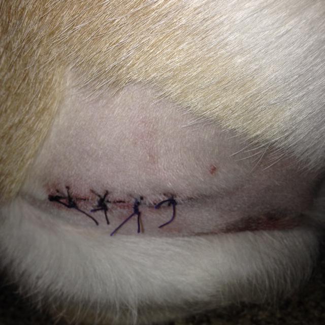 MommaCAT_Raven's tweet photo. UPDATE: The surgery was a success! @KatyRose9 @IIBOBOMOJOII @iSpiteful @Ashjames27 Thank you all so much! <3 http://t.co/TwOal6RjCn