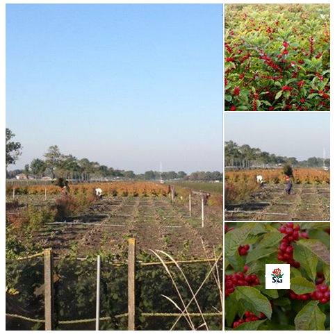 Bij deze Ilex kweker wordt al druk gewerkt voor de kerstperiode ! #stargugten