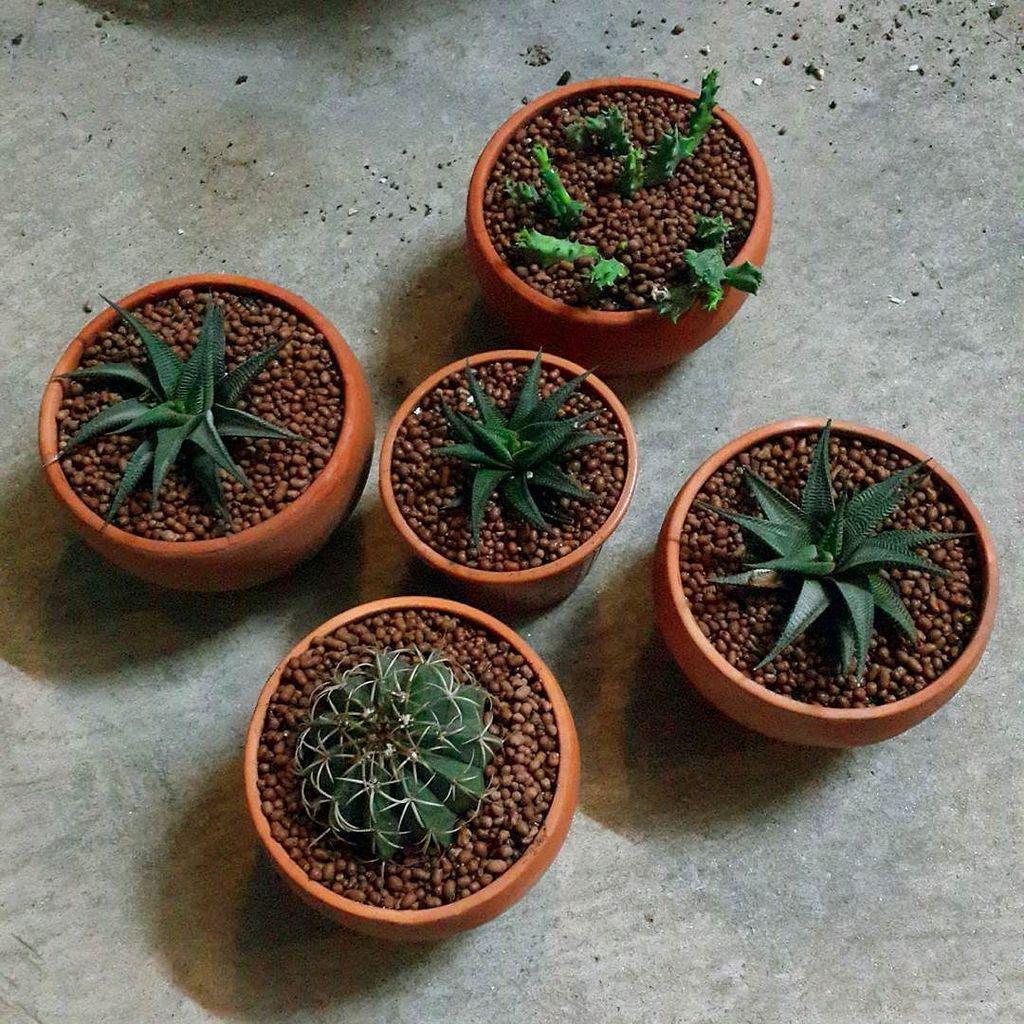 new pot #cactus #cactuskingdom #Bangkok #Thailand #hawothia #succulent #huernia ift.tt/1OwgbQL