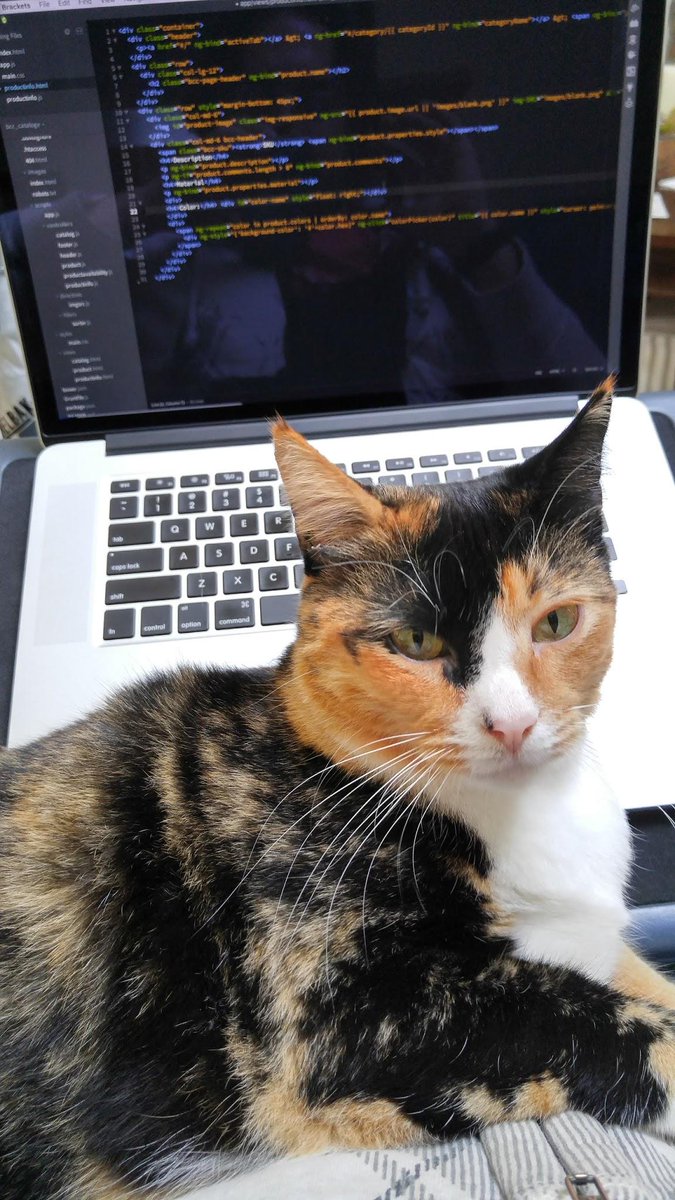 _KylePaul's tweet image. Penny helping me write teh codez #CatCoder bit.ly/1X3YmKb