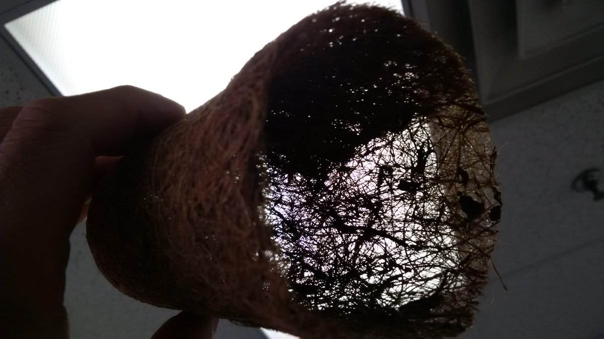 TurtleCoconut's tweet photo. #pot #weed coconut fibre pots. Smaller ones ideal for Cloning. Air Pruning roots high yields, pot in pot system http://t.co/gPQ3YPzuU1