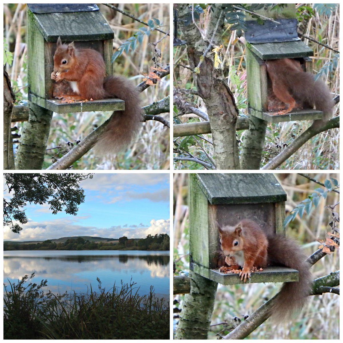 maureenw1's tweet photo. #balgaviesloch #balgavies #squirrel http://t.co/kHWEb3oZ3S