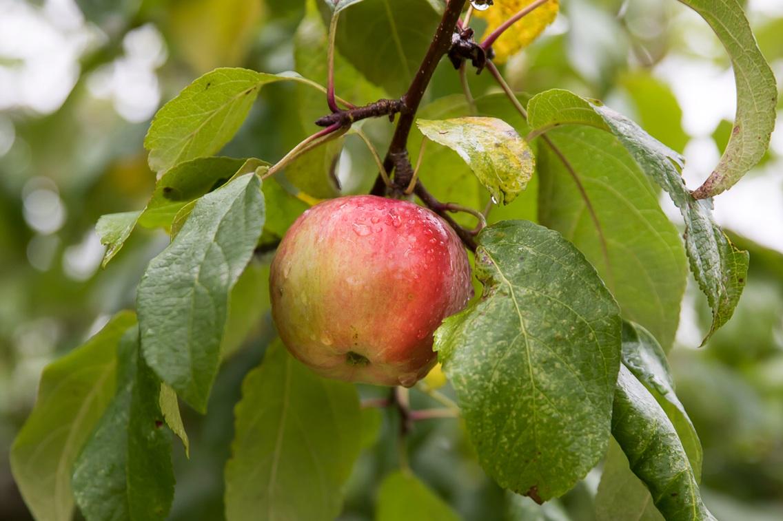 DeepRootsPEI's tweet image. Guess what we are working on!! #newproduct #DeepRootsDistillery #Organic #Local #PEI